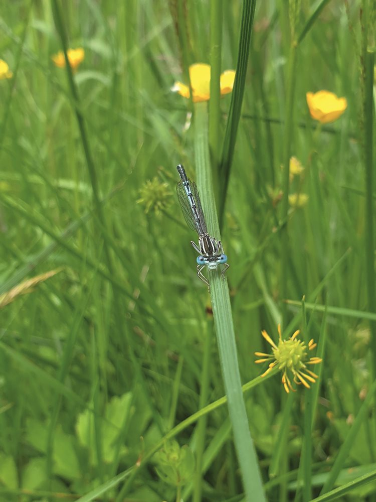 Biodiverzitet za zdravu planetu