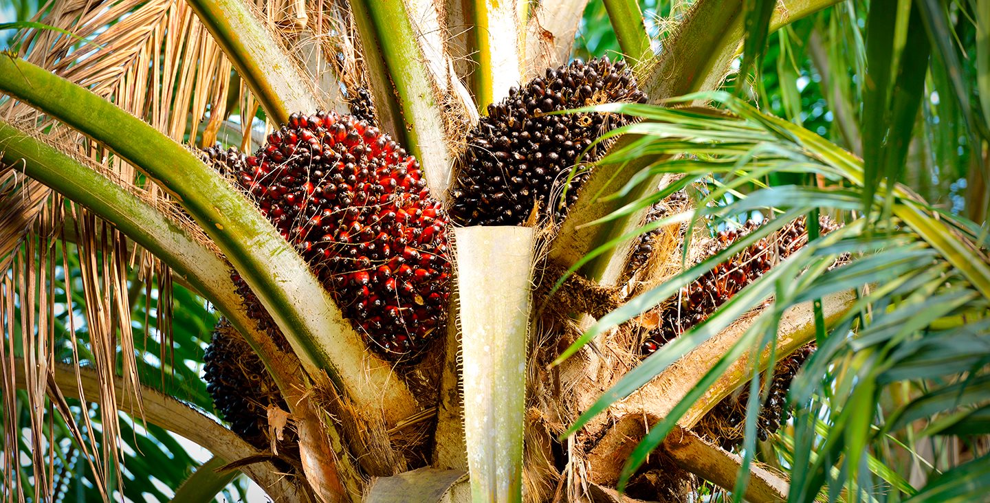 Zašto palmino ulje i slične sirovine oblikuju našu budućnost