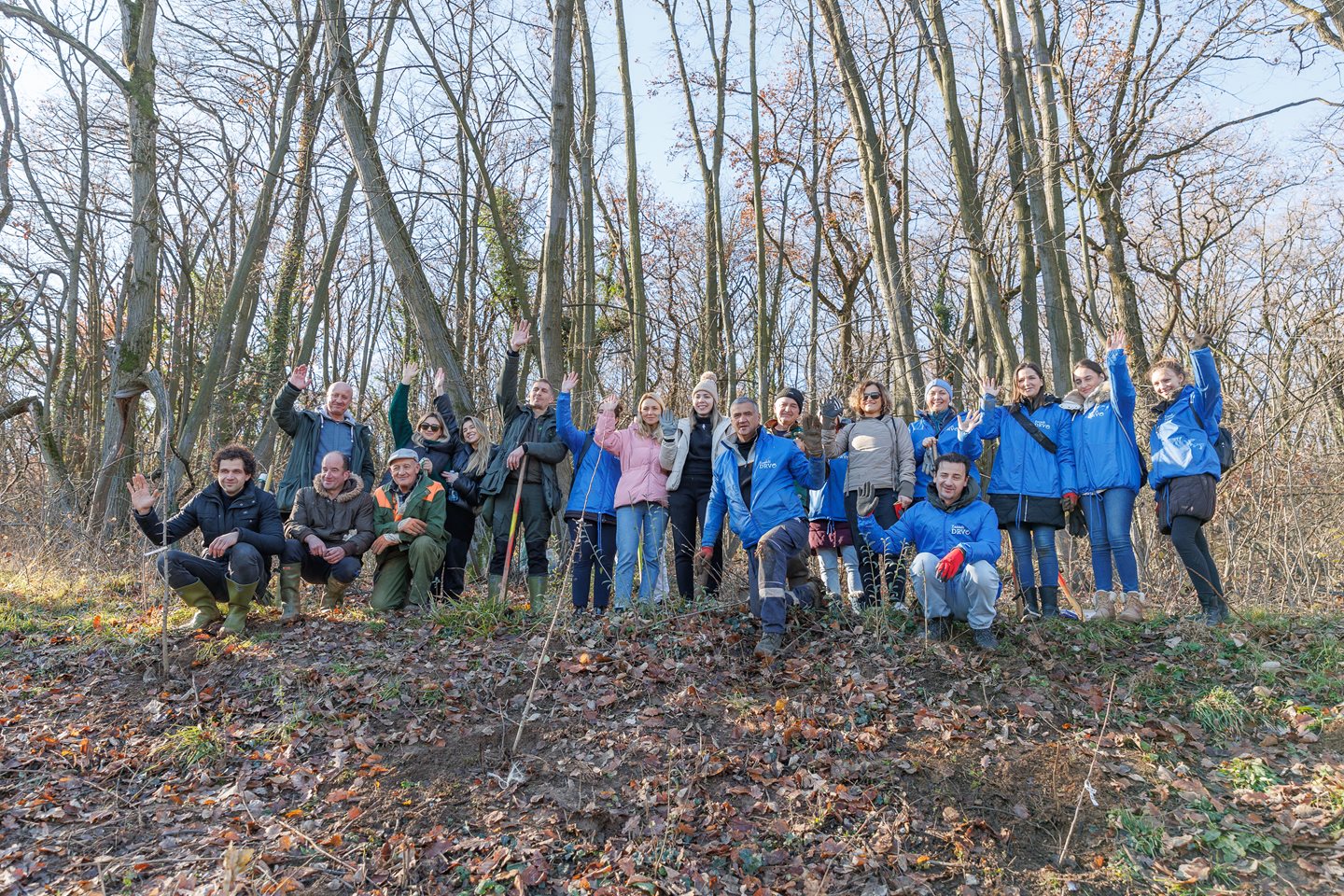 Zasadi drvo V sezona