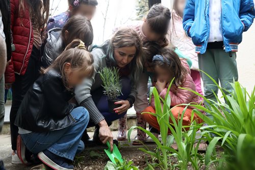 Zasadi drvo IV sezona